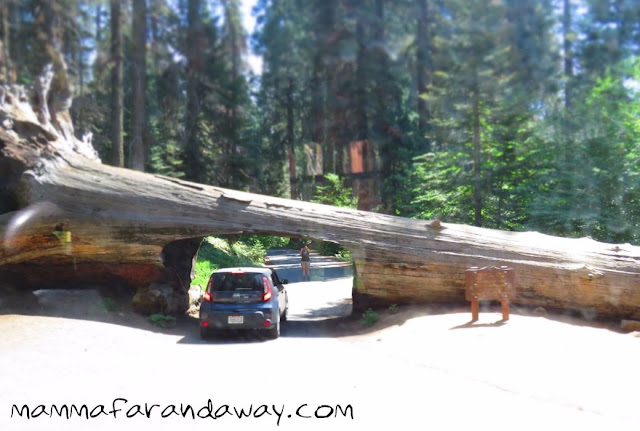 tunnel log sequoia Tunnel Log Sequoia