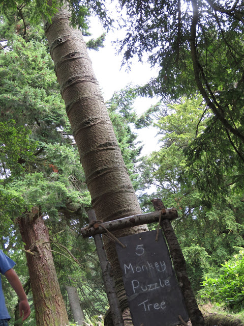 Araucaria Araucana