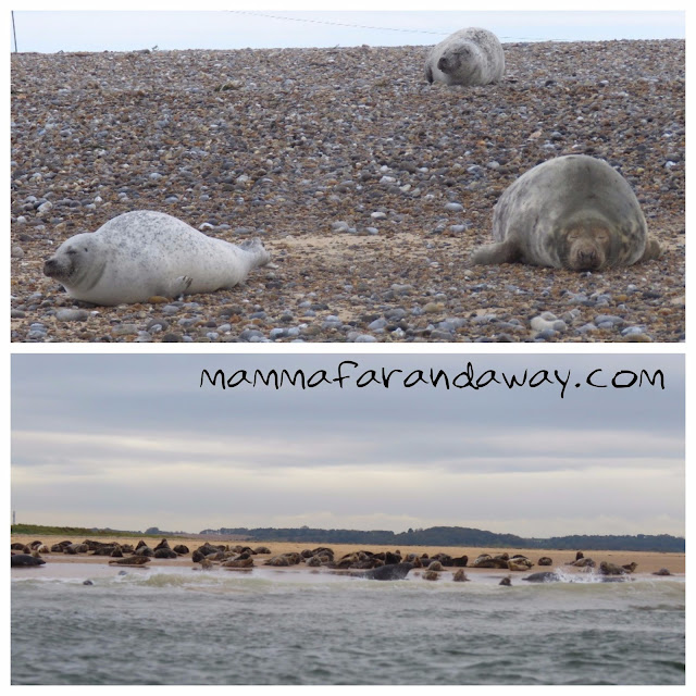 Blakeney Point Foche