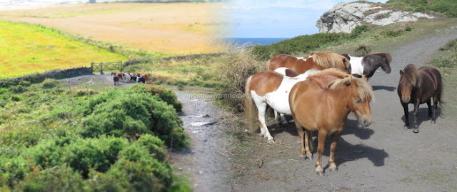 Boscastle Pony