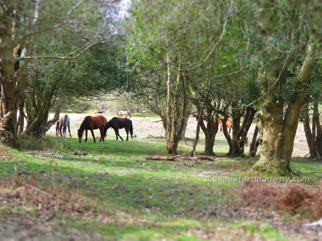 Cavalli liberi nella New Forest