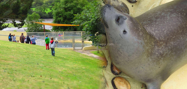 Cornish Seal