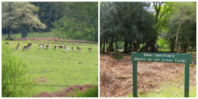 Deer