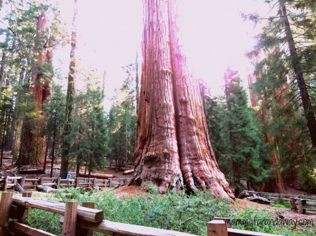 Sequoia General Sherma General Sherman albero dimensioni