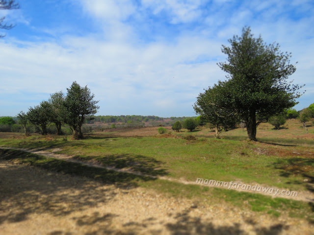 New Forest