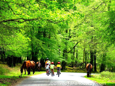 New Forest in bici