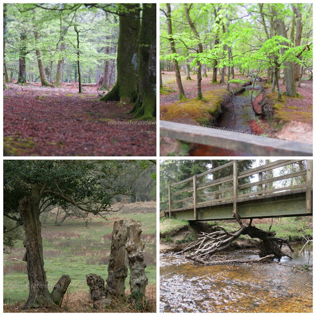 New Forest scenari