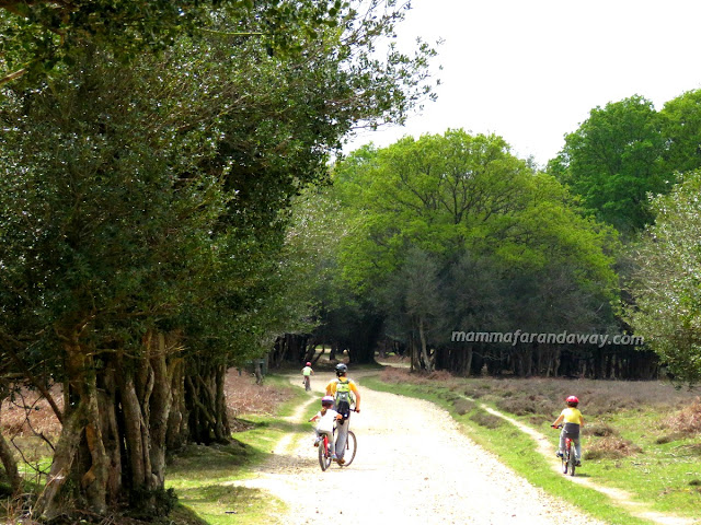 New Forest sentieri per bici