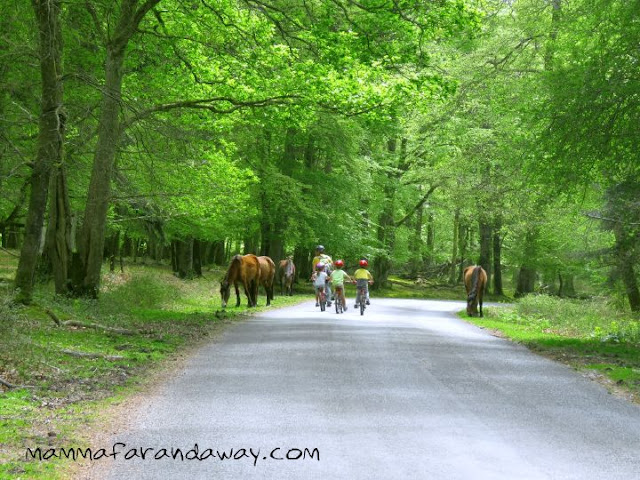 New Forest Inghilterra New Forest Inghilterra