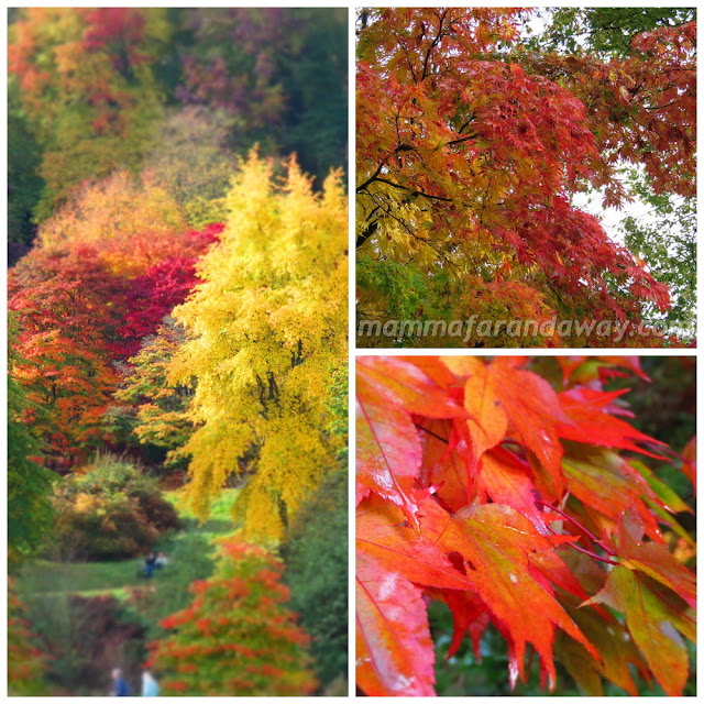 Winkworth Arboretum alberi