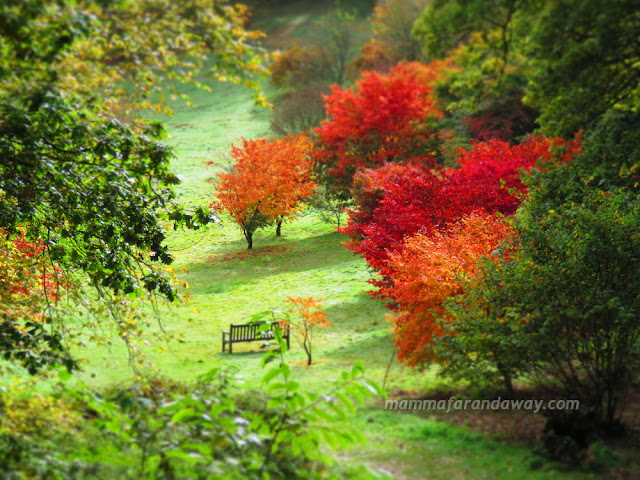 Winkworth Arboretum vista