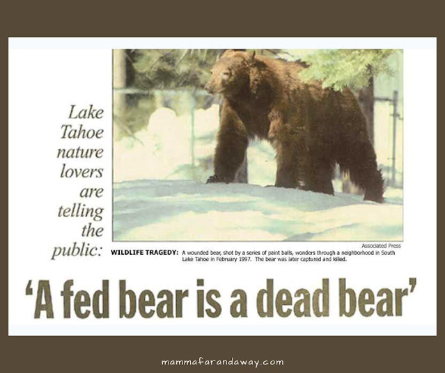 cosa fare se si vede un orso in california attacco orsi california informazioni