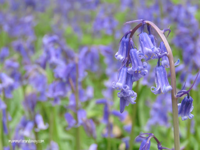 bluebells fiore lilla