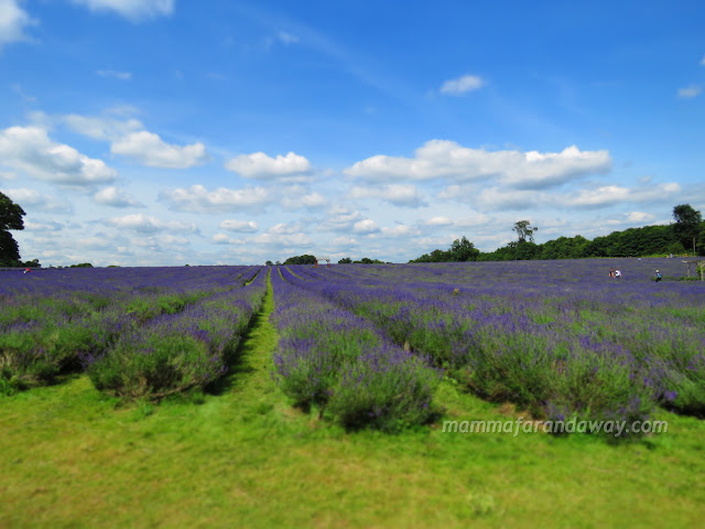 campi di lavanda