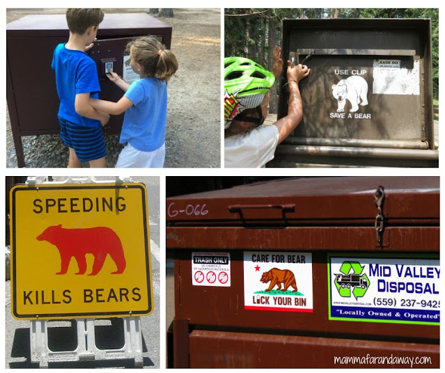 cosa fare se si vede un orso in california comportamento con orsi in california