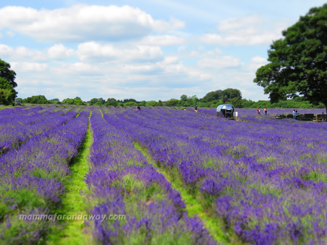 lavanda in fiore