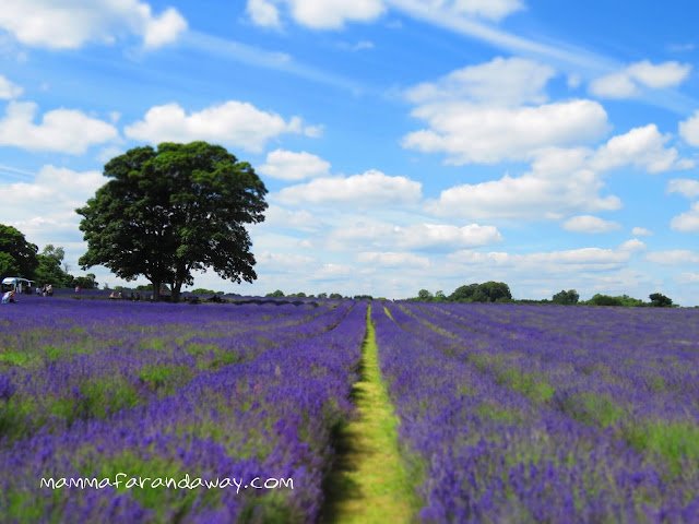 campi di lavanda inghilterra