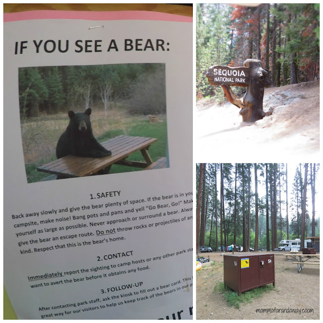 cosa fare se si vede un orso in california orsi in california