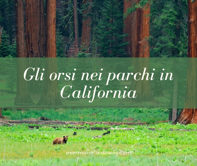 cosa fare se si vede un orso in california orsi in california