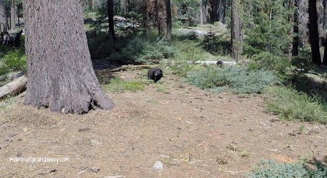 cosa fare se si vede un orso in california orso nei parchi in california
