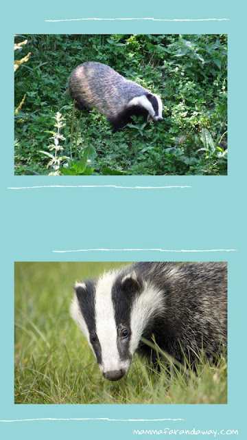 tassi fauna inghilterra tassi fauna inghilterra